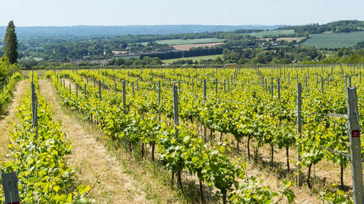 Kelsey launches The Vineyard & Winery Show