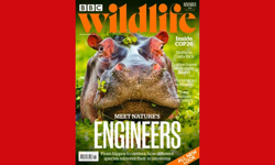 New look for BBC Wildlife