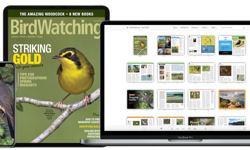 North American Magazine BirdWatching Launches Digital Subscriptions