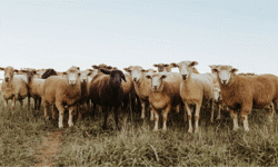 The Countryside Alliance expands partnership with ESco