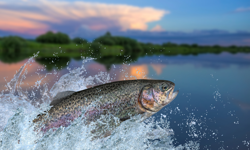 ESco completes the migration of Trout & Salmon